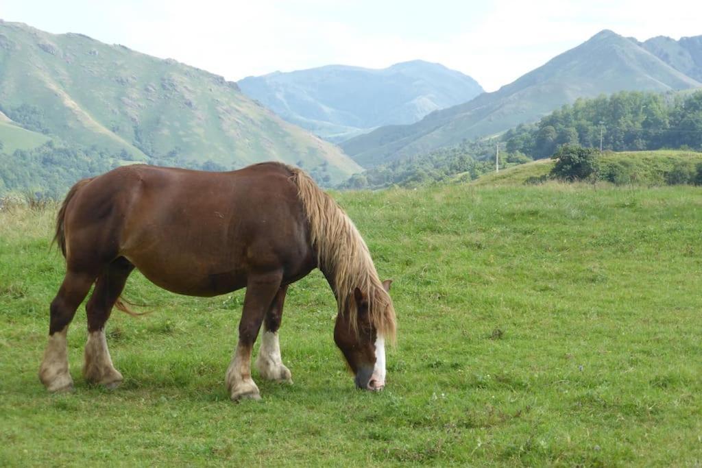 Gite Individuel Au Pays Basque A 1,5Km De St-Jean-Pied-De-Port Saint-Jean-Pied-de-Port Eksteriør bilde