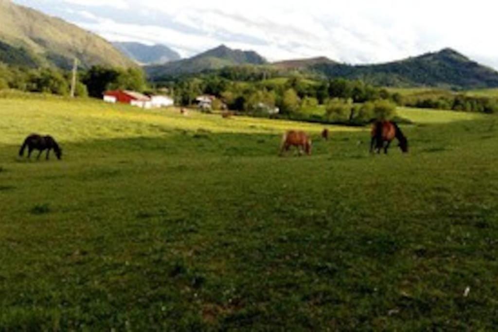 Gite Individuel Au Pays Basque A 1,5Km De St-Jean-Pied-De-Port Saint-Jean-Pied-de-Port Eksteriør bilde